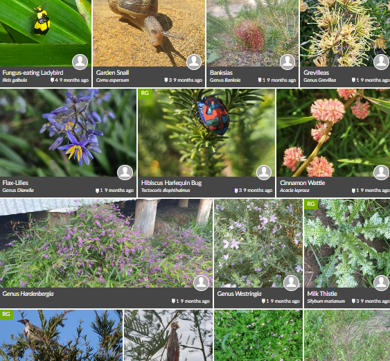 iNaturalist project for Killarney Bushcare